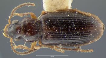 Media type: image;   Entomology 5942 Aspect: habitus dorsal view